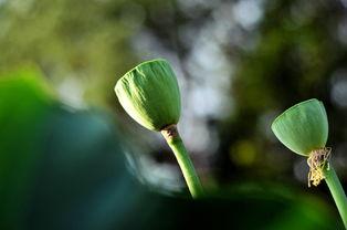 何不怜我金丝雀,揭开宫廷宠物的悲欢人生