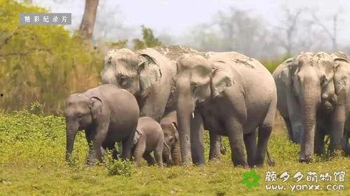 国家地理 野性阿根廷,自然奇观与野生动物之旅