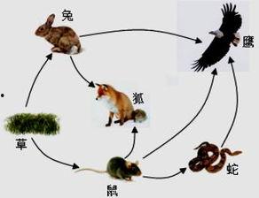 食物链,生态平衡的链条之旅